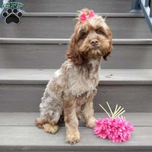 Willow, Cockapoo Puppy